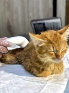 التراسوند گربه