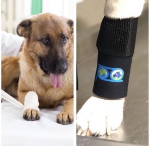 بریس و اتل ساده سگ