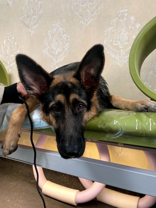 سگ ژرمن شپرد در-حال درمان بر روی تخت