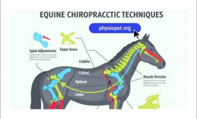 کایروپراکتیک اسب