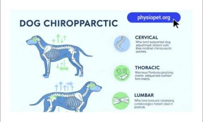 کایروپراکتیک سگ