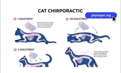 کایروپراکتیک گربه